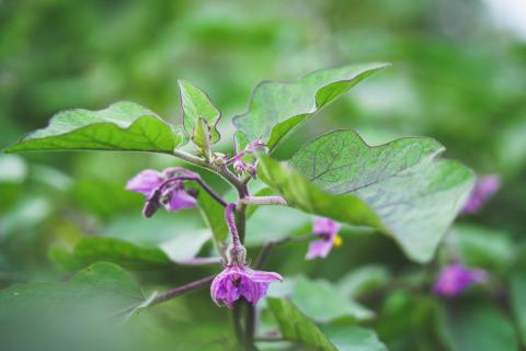 Brinjal plant